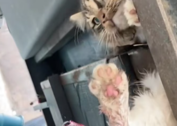 T1701015 Weak eyes searching for help, but no one in sight… until now.