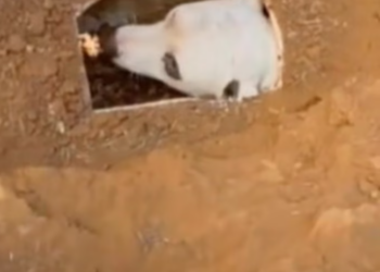 T1701017 Stuck, scared, and losing strength by the second. Watch till the end.