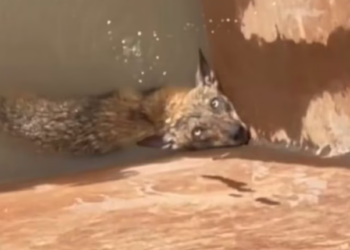 T1701019 One more minute like this, and it could have been over.