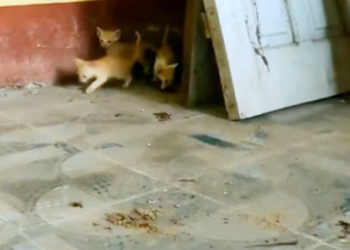 T1701020 This was the moment survival felt impossible.