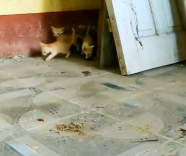 T1701020 This was the moment survival felt impossible.