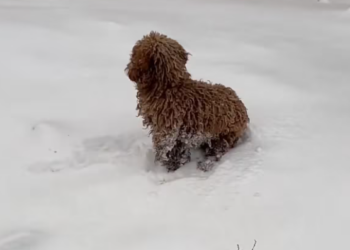 T0301016 Pain taught him how to stay still.