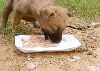 T1701021 Helpless and shaking, it had almost given up. See what happened next.