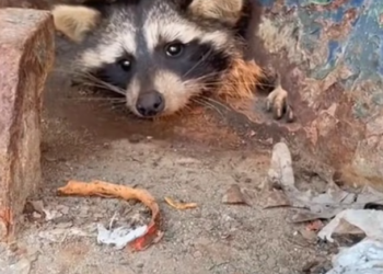 T1701022 Fear froze its body as hope slowly disappeared. Don’t scroll away.