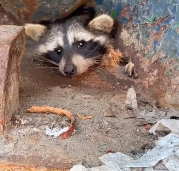 T1701022 Fear froze its body as hope slowly disappeared. Don’t scroll away.