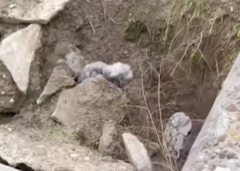 T1701023 Weak movements, desperate eyes… this scene is hard to watch.