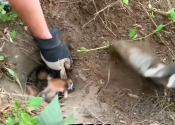 T1701026 Trapped with nowhere to go, hope was fading fast.