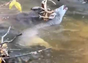 T1701027 Every struggle took more energy than it had left.