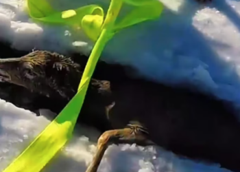 T1701030 It wasn’t screaming — it was begging without words.