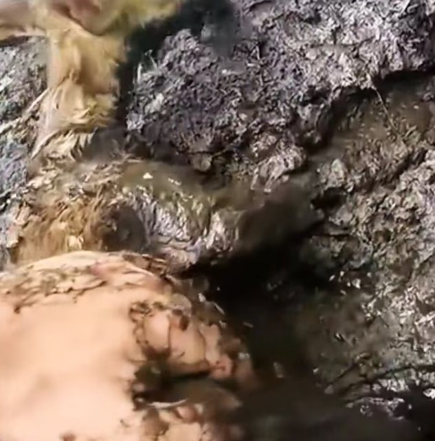 T1701031 Weak, scared, and alone… this was almost the end.