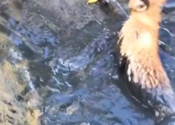 T1701032 The eyes say everything — fear, pain, and desperation.