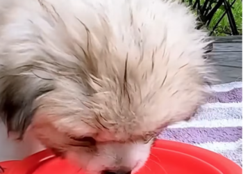 T1701033 This was the moment hope nearly disappeared forever.