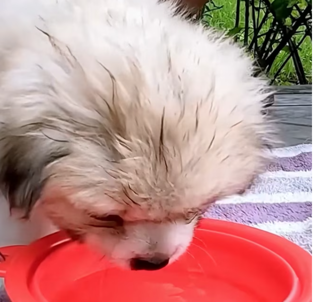 T1701033 This was the moment hope nearly disappeared forever.