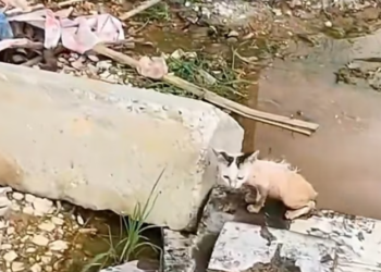 T1701034 Exhausted and shaking, it had nothing left to give.