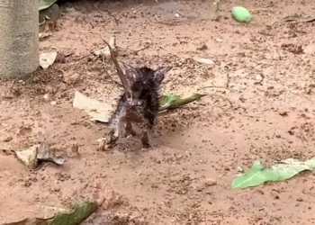 T1701035 You can feel how close it was to giving up.