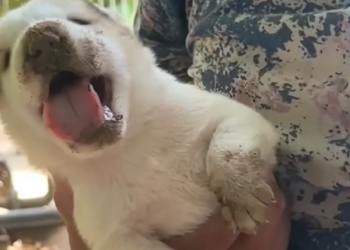 T1701036 Trapped between fear and survival, every second mattered.