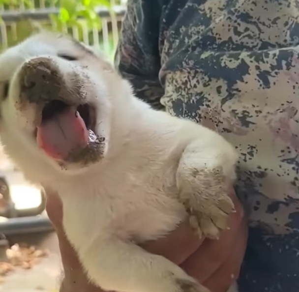 T1701036 Trapped between fear and survival, every second mattered.