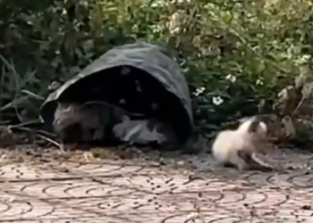 T1701038 It didn’t know if help would come in time.