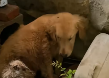 T0301018 Too weak to run. Too scared to scream.