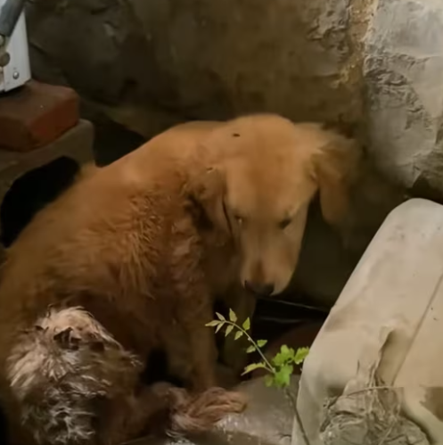 T0301018 Too weak to run. Too scared to scream.