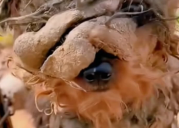 T1001006 Every step hurts, yet it keeps moving forward.