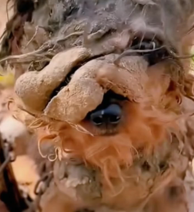 T1001006 Every step hurts, yet it keeps moving forward.