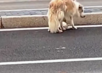 T2101001,They look cute on the outside but behind those eyes is a story of survival and longing for love 💔 #animalrescue #lovedogs #kindness