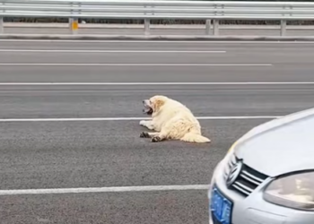 T0201036 Left helpless, crying for a miracle.