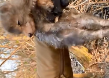 T1201040 It lay there shaking, waiting for help or the end.