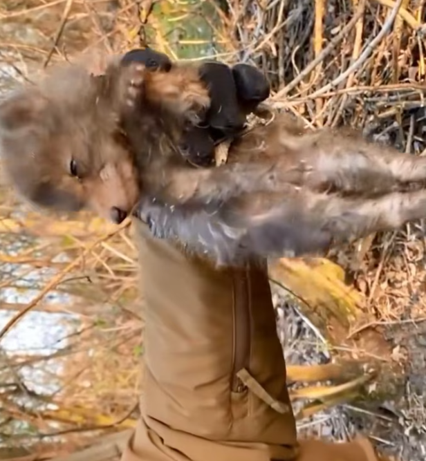 T1201040 It lay there shaking, waiting for help or the end.