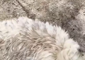 T1601011 Some fragile lives are forgotten far too easily.