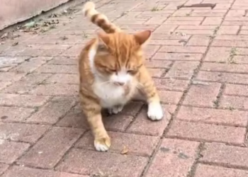 T2101040,Even when no one tells the story saving a life always matters 💔 #animalrescue #choosekindness