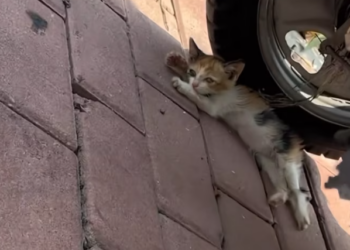 T2101039,Unknown and unnoticed yet still worthy of love  #animalrescue #saveanimals