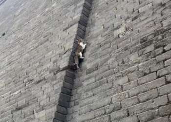 T2101038,This life had no caption but its pain was real 💔 #animalrescue #compassion