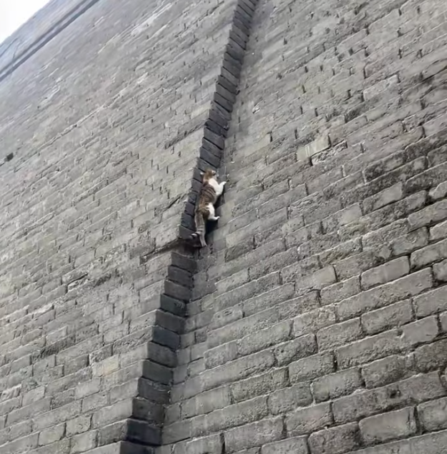 T2101038,This life had no caption but its pain was real 💔 #animalrescue #compassion