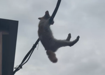 T2101037,No voice no name only a quiet wish to survive  #animalrescue #hope