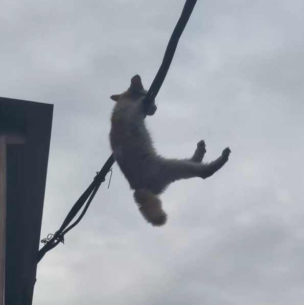 T2101037,No voice no name only a quiet wish to survive  #animalrescue #hope