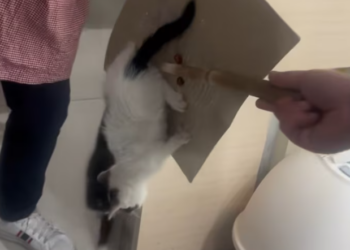 T2101036,A silent past an unseen struggle and a hope for warmth 💔 #animalrescue #saveanimals