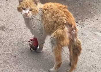 T2101034,Just a number to some but a whole life to itself 💔 #animalrescue #hope