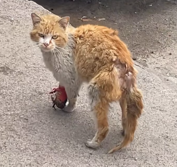 T2101034,Just a number to some but a whole life to itself 💔 #animalrescue #hope