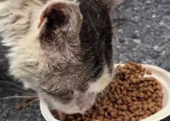 T2101033,Even without words the pain was real and the rescue mattered  #animalrescue #compassion