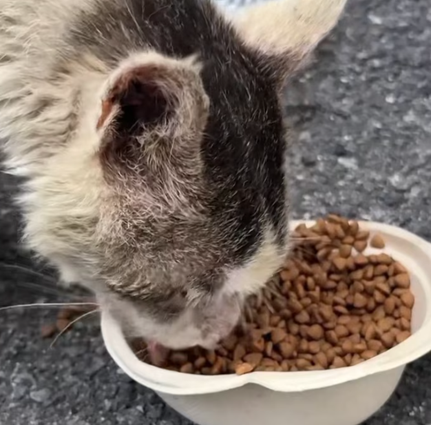 T2101033,Even without words the pain was real and the rescue mattered  #animalrescue #compassion