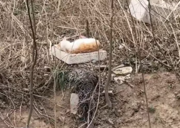 T2101031,Another forgotten life waiting quietly for someone to care 😢 #animalrescue #hope