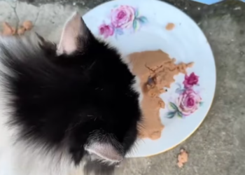 T2101030,No caption could explain the suffering this animal once endured 💔 #animalrescue #kindness