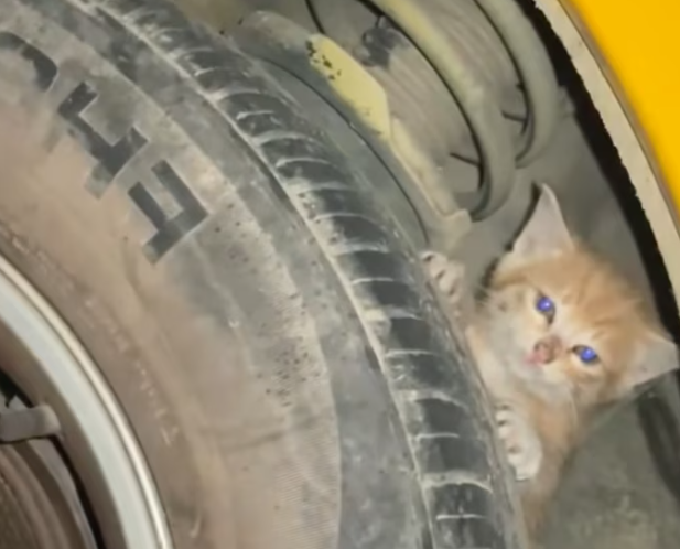 T2101028,Even without a story this soul mattered and still does 💔 #animalrescue #hope