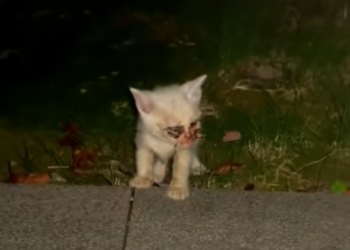 T2101027,Unknown unseen but still deserving of compassion 😢 #animalrescue #saveanimals