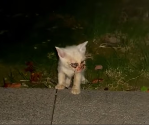 T2101027,Unknown unseen but still deserving of compassion 😢 #animalrescue #saveanimals