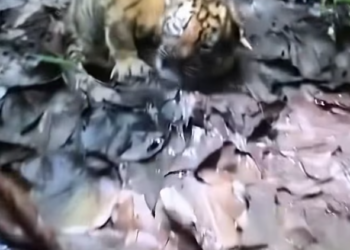 T2101025,Just numbers on a screen but behind them is a life that once needed help 😢 #animalrescue #hope