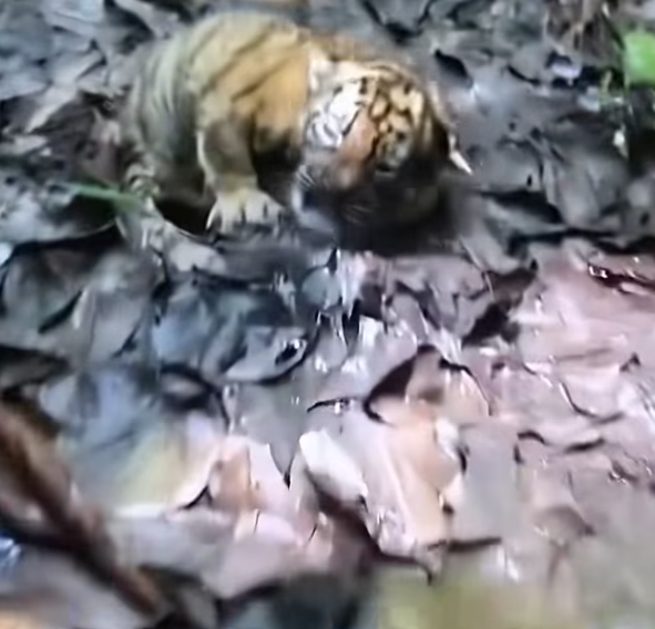 T2101025,Just numbers on a screen but behind them is a life that once needed help 😢 #animalrescue #hope