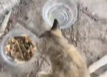 T2101024,No name no story recorded just another life that deserved care and love 💔 #animalrescue #forgotten